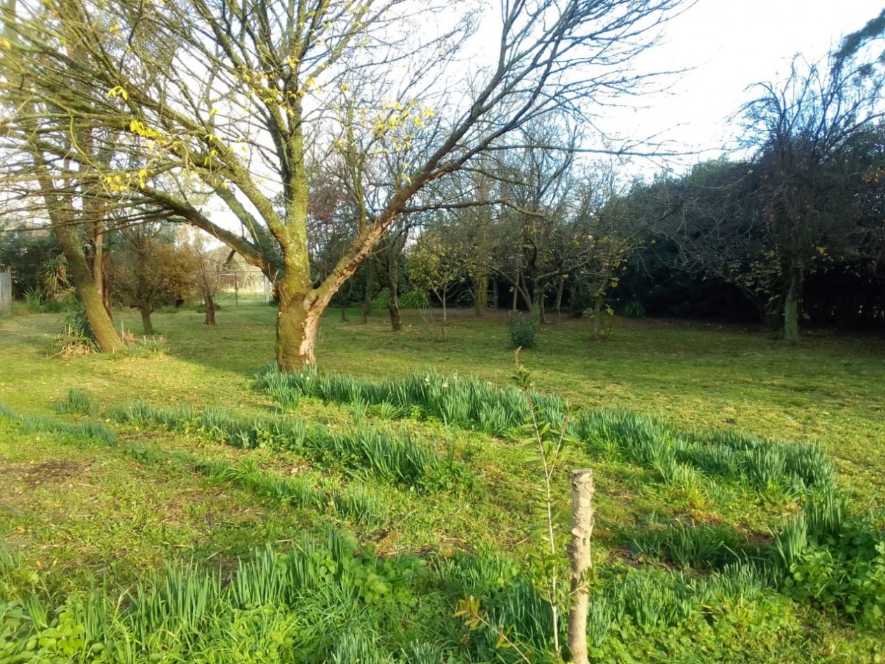 LOTES EN LOS PINOS 