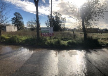  3 LOTES en block o separados